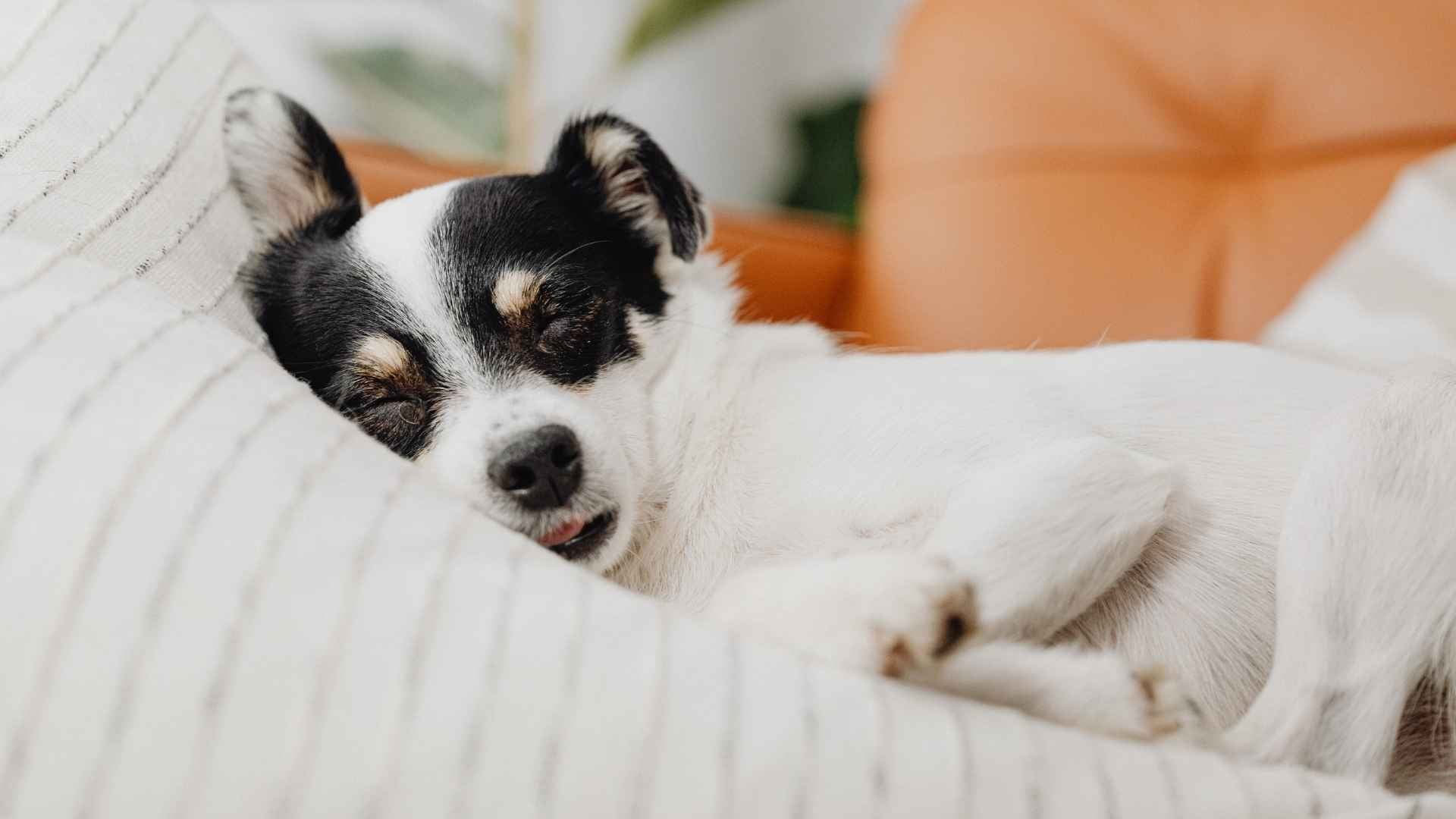 Posturas del perro al dormir